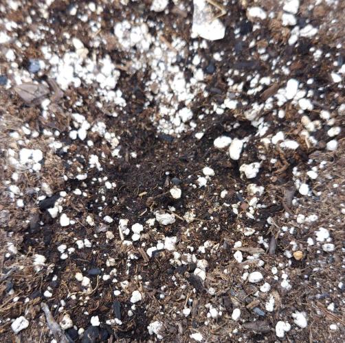 LSO Autoflowers 2.0 !. Week 2 - Wedding Cake