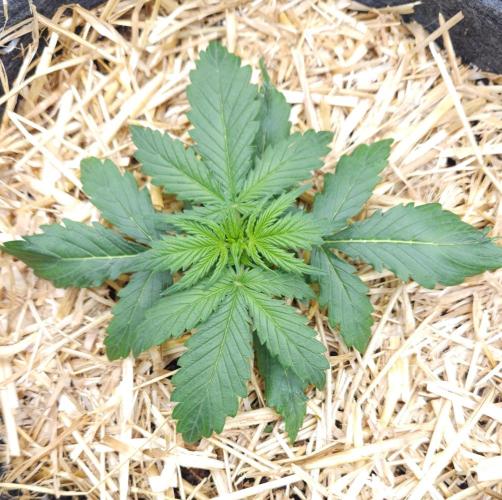 LSO Autoflowers 2.0 !. Week 2 - Gorilla Zkittlez (Day 14)