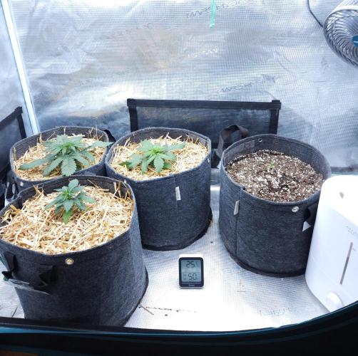 LSO Autoflowers 2.0 !. Week 2 - 11/04/25