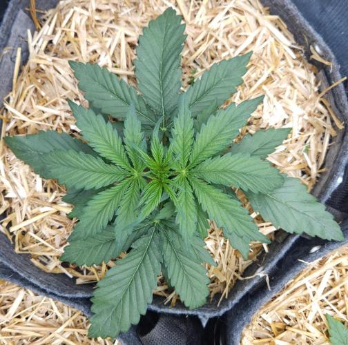 LSO Autoflowers 2.0 !. Week 3 - Grape Gorilla (Day 15)