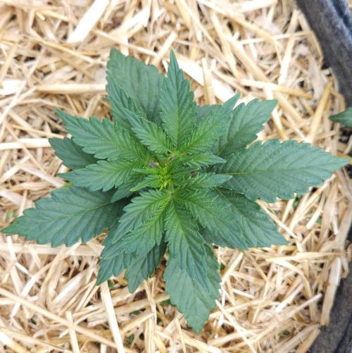 LSO Autoflowers 2.0 !. Week 3 - Grape Tuna (Day 15)