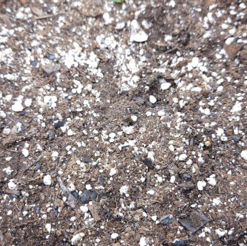 LSO Autoflowers 2.0 !. Week 3 - Wedding Cake