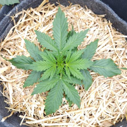 LSO Autoflowers 2.0 !. Week 3 - Gorilla Zkittlez (Day 15)