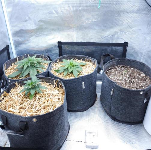 LSO Autoflowers 2.0 !. Week 3 - 11/05/25