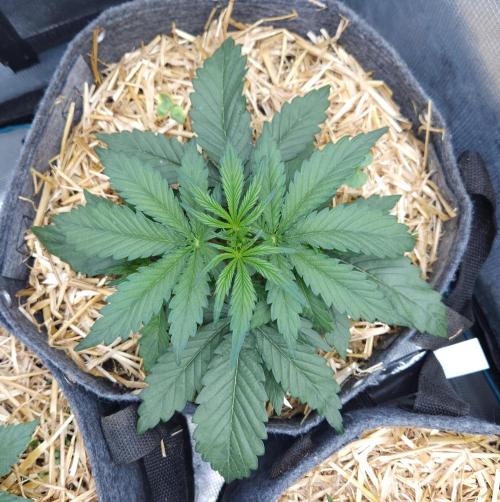 LSO Autoflowers 2.0 !. Week 3 - Grape Gorilla (Day 17)