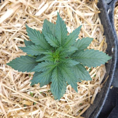 LSO Autoflowers 2.0 !. Week 3 - Grape Tuna (Day 17)