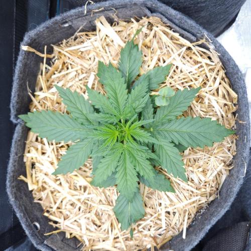 LSO Autoflowers 2.0 !. Week 3 - Gorilla Zkittlez (Day 17)