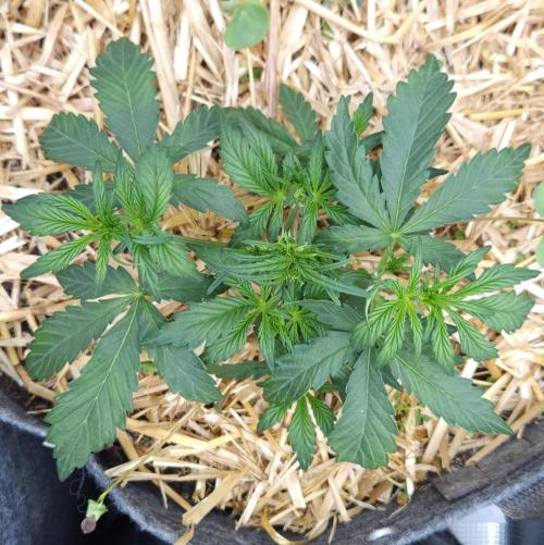 LSO Autoflowers 2.0 !. Week 3 - Grape Gorilla (Day 17)