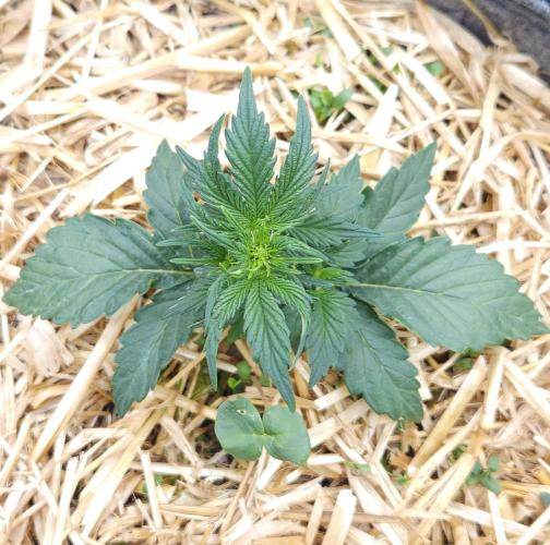 LSO Autoflowers 2.0 !. Week 3 - Grape Tuna (Day 17)