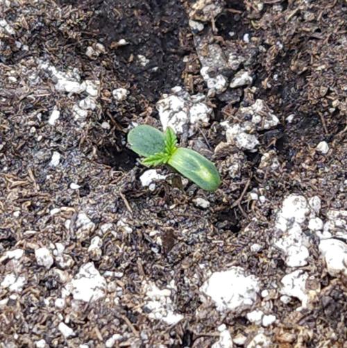 LSO Autoflowers 2.0 !. Week 3 - Wedding Cake (Day 1) 