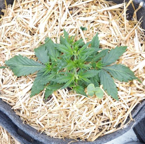 LSO Autoflowers 2.0 !. Week 3 - Gorilla Zkittlez (Day 17)