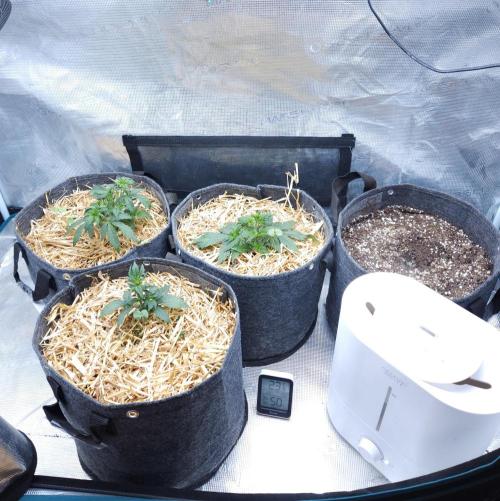 LSO Autoflowers 2.0 !. Week 3 - 11/07/25