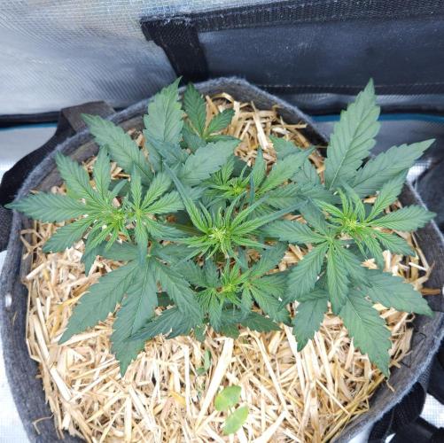 LSO Autoflowers 2.0 !. Week 3 - Grape Gorilla (Day 19)