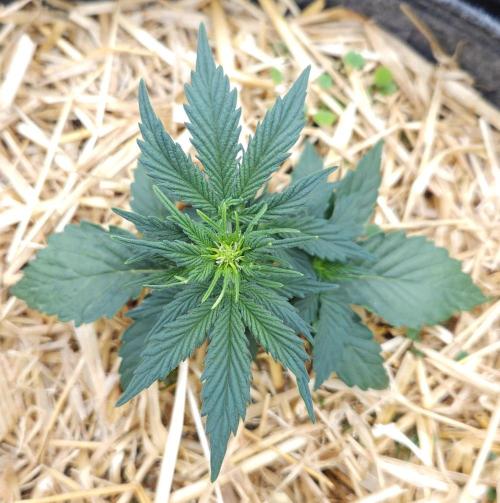 LSO Autoflowers 2.0 !. Week 3 - Grape Tuna (Day 19)