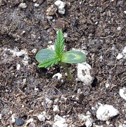 LSO Autoflowers 2.0 !. Week 3 - Wedding Cake (Day 3)