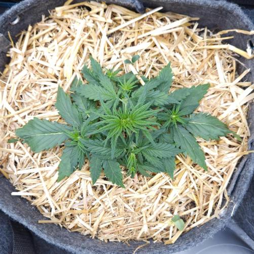 LSO Autoflowers 2.0 !. Week 3 - Gorilla Zkittlez (Day 19)