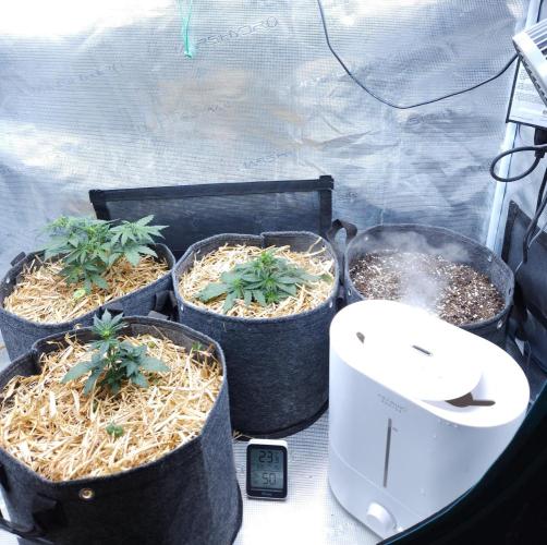 LSO Autoflowers 2.0 !. Week 3 - 11/09/25