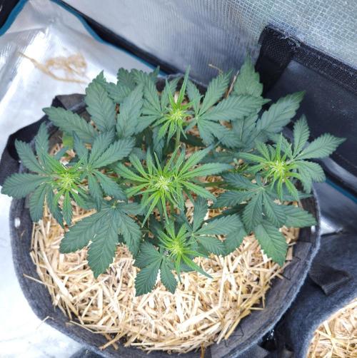 LSO Autoflowers 2.0 !. Week 3 - Grape Gorilla (Day 21)