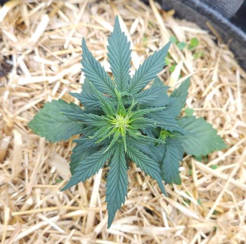 LSO Autoflowers 2.0 !. Week 3 - Grape Tuna (Day 21)