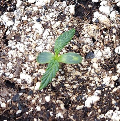 LSO Autoflowers 2.0 !. Week 3 - Wedding Cake (Day 5)