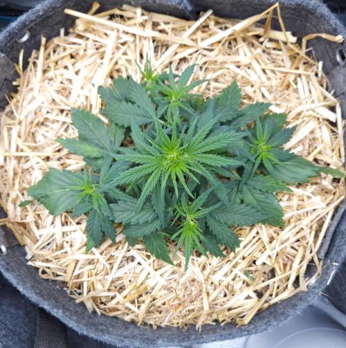 LSO Autoflowers 2.0 !. Week 3 - Gorilla Zkittlez (Day 21)