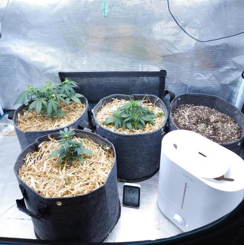 LSO Autoflowers 2.0 !. Week 3 - 11/11/25