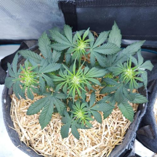 LSO Autoflowers 2.0 !. Week 4 - Grape Gorilla (Day 22)