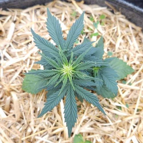 LSO Autoflowers 2.0 !. Week 4 - Grape Tuna (Day 22)