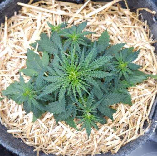 LSO Autoflowers 2.0 !. Week 4 - Gorilla Zkittlez (Day 22)