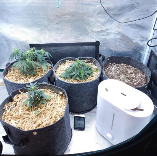 LSO Autoflowers 2.0 !. Week 4 - 11/12/25