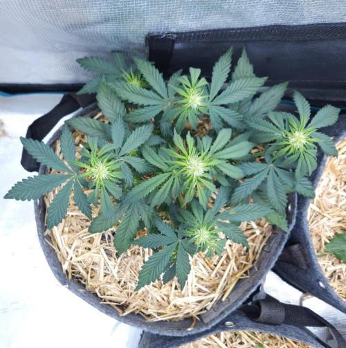 LSO Autoflowers 2.0 !. Week 4 - Grape Gorilla (Day 24)