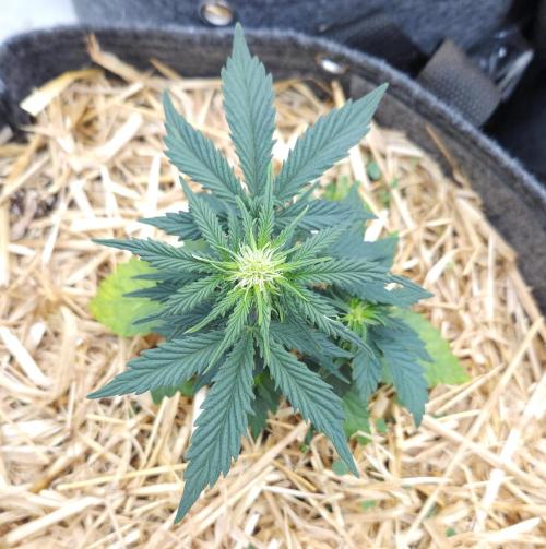 LSO Autoflowers 2.0 !. Week 4 - Grape Tuna (Day 24)