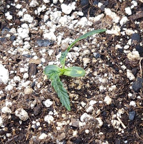 LSO Autoflowers 2.0 !. Week 4 - Wedding Cake (Day 8)