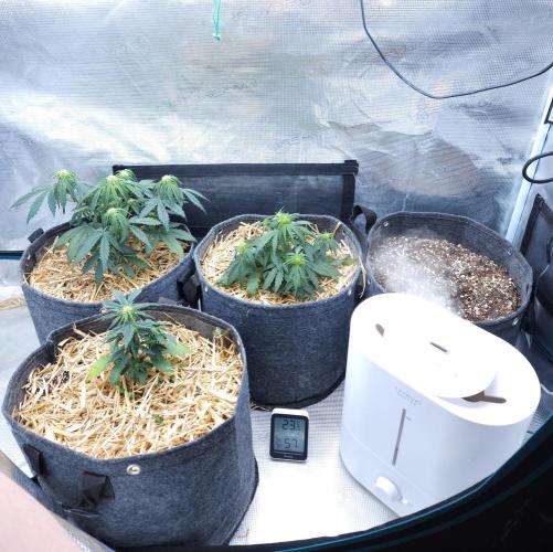 LSO Autoflowers 2.0 !. Week 4 - 11/14/25