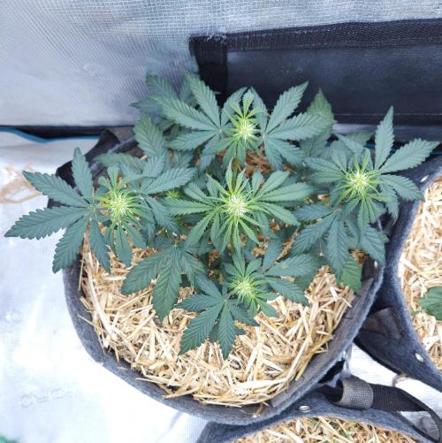 LSO Autoflowers 2.0 !. Week 4 - Grape Gorilla (Day 23)