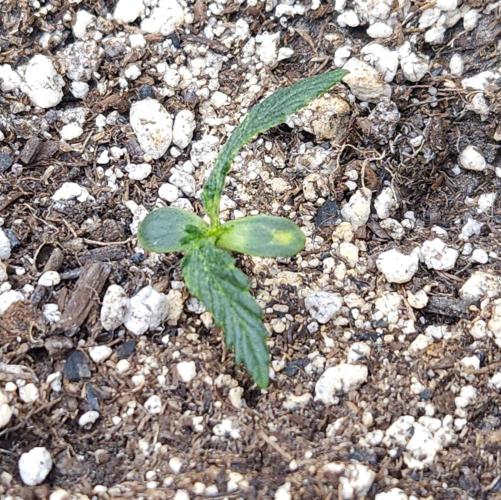 LSO Autoflowers 2.0 !. Week 4 - Wedding Cake (Day 8)