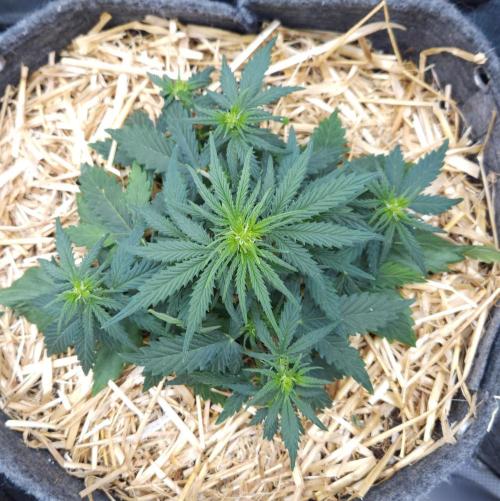 LSO Autoflowers 2.0 !. Week 4 - Gorilla Zkittlez (Day 23)