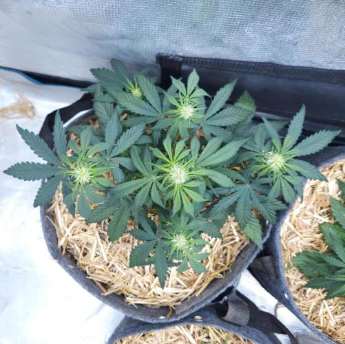 LSO Autoflowers 2.0 !. Week 4 - Grape Gorilla (Day 25)