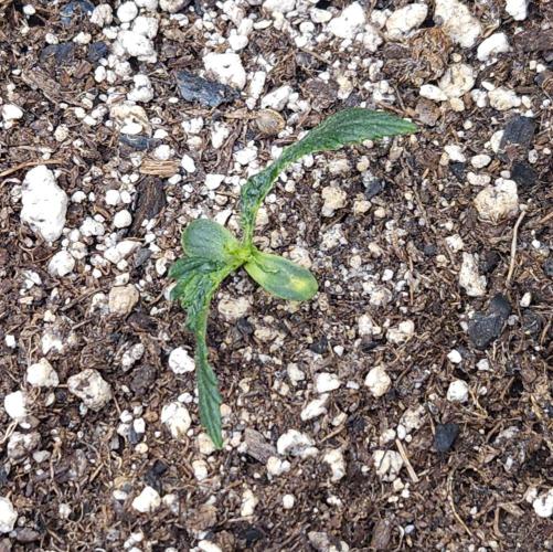 LSO Autoflowers 2.0 !. Week 4 - Wedding Cake (Day 9)