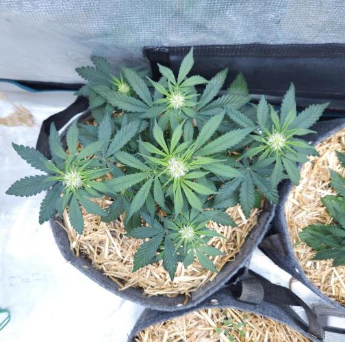 LSO Autoflowers 2.0 !. Week 4 - Grape Gorilla (Day 26)