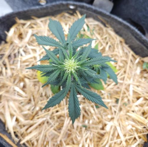 LSO Autoflowers 2.0 !. Week 4 - Grape Tuna (Day 26)