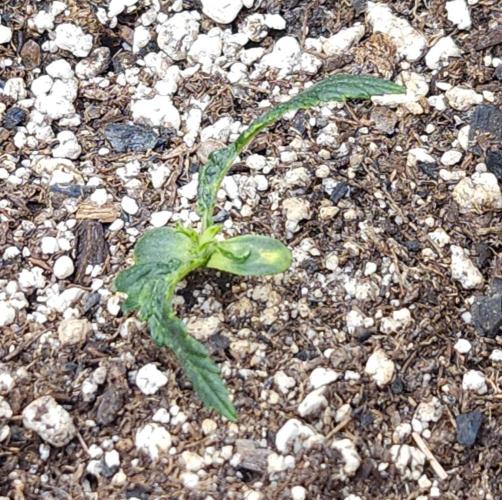 LSO Autoflowers 2.0 !. Week 4 - Wedding Cake (Day 10)