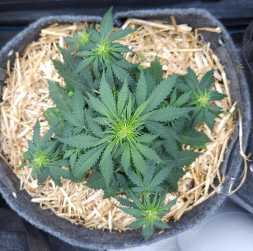 LSO Autoflowers 2.0 !. Week 4 - Gorilla Zkittlez (Day 26)