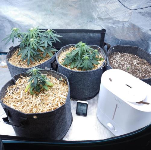 LSO Autoflowers 2.0 !. Week 4 - 11/16/25