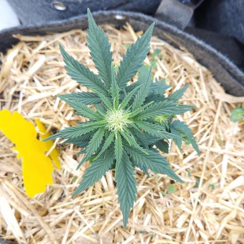 LSO Autoflowers 2.0 !. Week 4 - Grape Tuna (Day 27)