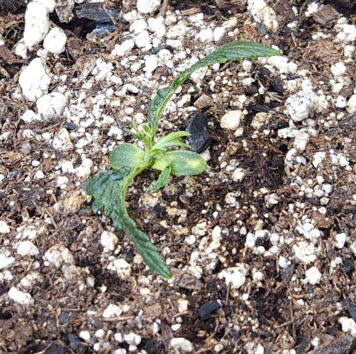 LSO Autoflowers 2.0 !. Week 4 - Wedding Cake (Day 11)