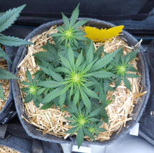 LSO Autoflowers 2.0 !. Week 4 - Gorilla Zkittlez (Day 27)