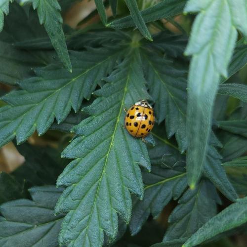 LSO Autoflowers 2.0 !. Week 4 - Gorilla Zkittlez (Day 27)