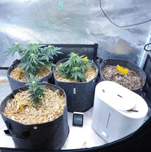LSO Autoflowers 2.0 !. Week 4 - 11/17/25