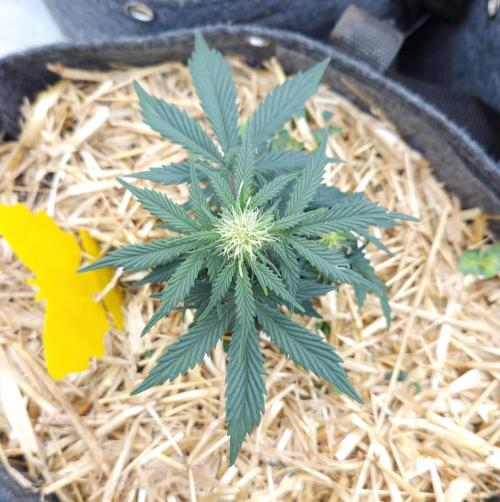 LSO Autoflowers 2.0 !. Week 5 - Grape Tuna (Day 29)